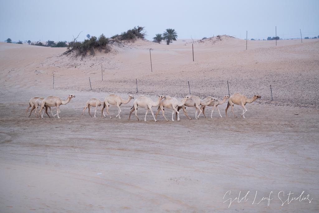 Desert Safari