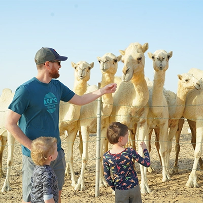 Camel Farm in Dammam