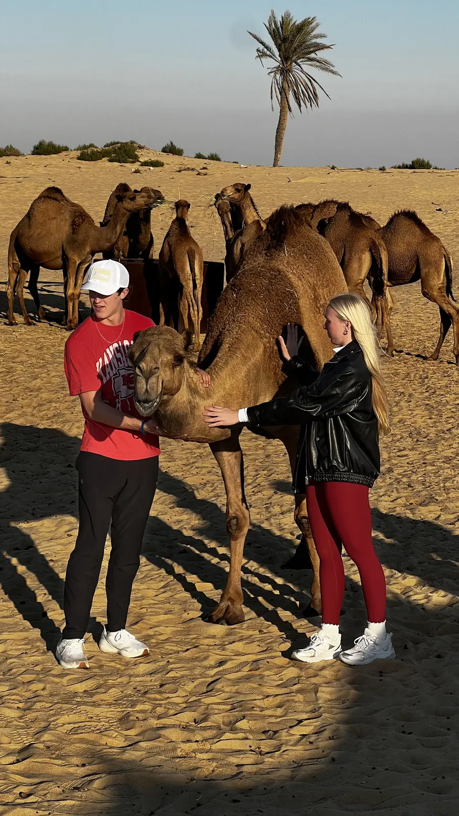 Visitors petting camels up close at the traditional camel farm