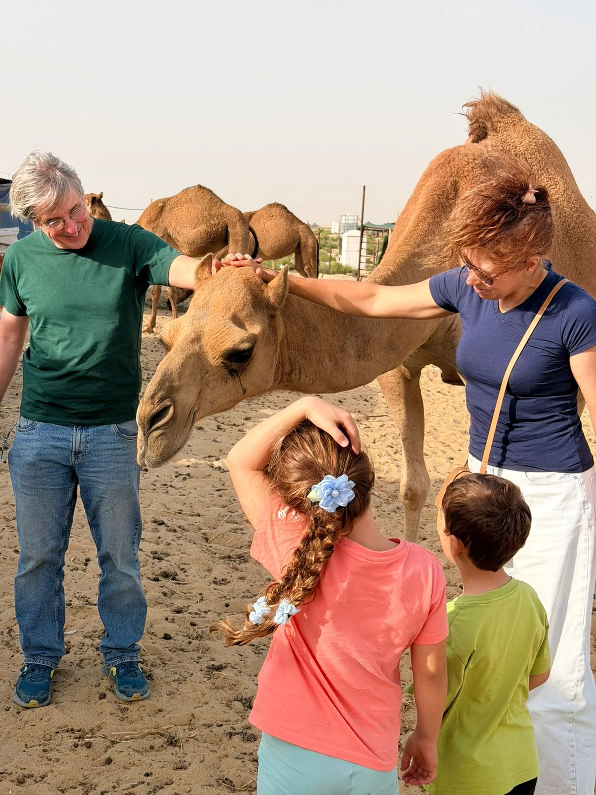 Visitors meeting camels at a traditional camel farm near Dammam